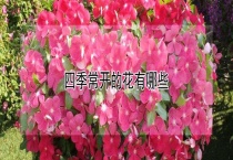 四季常开的花有哪些？
