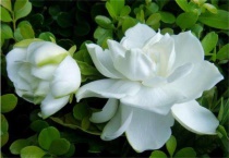 什么花插枝就能活