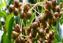 决明子的产地分布 附决明子的产地环境