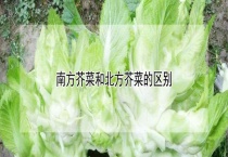 南方芥菜和北方芥菜的区别？