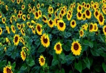 油葵是不是转基因作物 油葵油有哪些优缺点