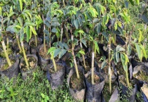 沉香的产地分布和形成过程 沉香的品种分类