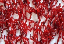 红虫吃什么 附红虫的生活习性及生态作用