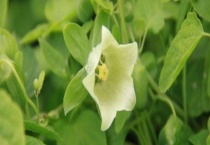 党参什么时候开花 党参的地理分布