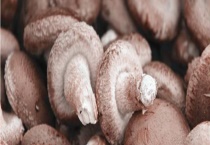 新鲜香菇可不可以生吃 香菇不能和什么东西同食