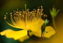 金色花是什么花