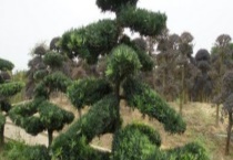 罗汉松产地在哪里？附产地环境及种植品种