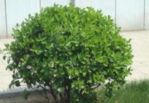 冬青树哪些地方不能栽