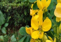 黄槐决明是决明子吗？