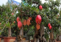 盆栽石榴需要多久才能开花结果 附繁殖多久？