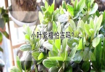 小叶紫檀怕冻吗？