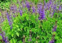 丹参什么时候开花 附泌蜜条件