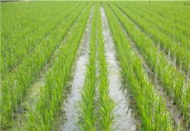 水稻什么时候排水最佳