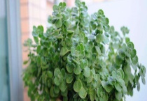 碰碰香黄叶掉叶怎么办？