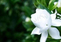 栀子花焉了怎么办？