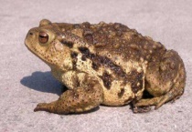 蛤蟆是青蛙吗？