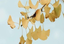 银杏树的特点有哪些？附银杏生长环境特征