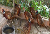 野鸡患眼病防治措施 野鸡患眼病的病因和症状