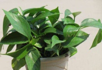 绿萝是什么植物