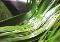 粽子叶是芦苇叶吗？