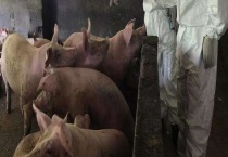 非洲猪瘟的死亡率是多少 非洲猪瘟为什么让人如临大敌