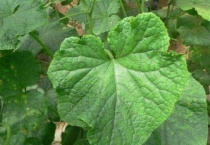 黄瓜叶子爬满小黑虫是什么虫