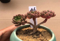 多肉红宝石老桩要多久？