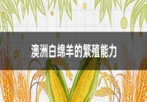 澳洲白绵羊的繁殖能力