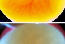 怎么看鸽子蛋有没有受精