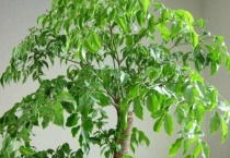 幸福树截杆多久？