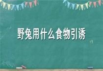 野兔用什么食物引诱