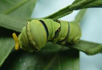 柑橘凤蝶幼虫有毒吗？