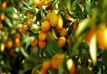 金桔树干枝是怎么回事