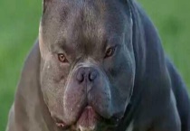 美国恶霸犬和比特犬哪个厉害？打架凶的五种狗