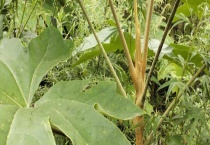 通草产地在哪里？通草的产地环境、栽培技术