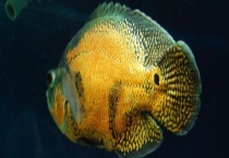 地图鱼混养什么好 附混养注意事项