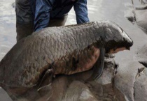 肺鱼种类区分 不同品种各具特点