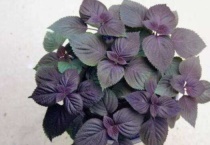 紫苏盆栽第二年还会长吗？