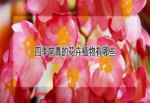 四季常青的花卉植物有哪些？