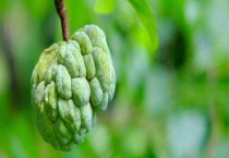 番荔枝多少钱一斤 附番荔枝的功效价值和选购、食用多久？