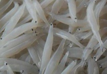 中国产雷鱼吗？