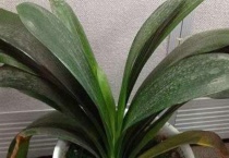 君子兰叶子烂怎么回事