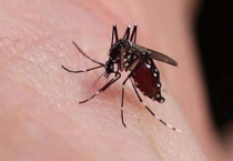 蠓和蚊子的区别？