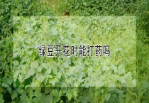 绿豆开花时能打药吗？