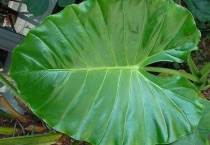 滴水观音截干生根多久？