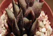 朱唇石和翠绿石的区别？