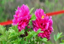 矮壮素适合什么花