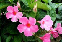 飘香藤用深盆还是浅盆