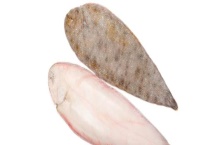 舌头鱼多少钱一斤 吃的时候要不要去皮 和龙利鱼有区别？吗？