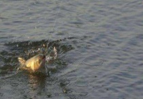 初夏钓鱼有什么技巧？注意事项有哪些？